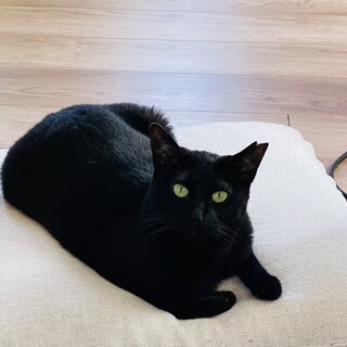 お留守番OK！単身者歓迎☆黒猫くぅちゃん
