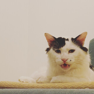 ほくろがセクシー☆ゴージャス長毛の白黒男子ほくろん