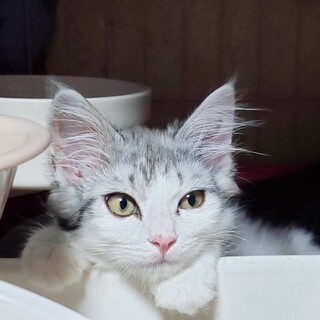 8/1西千葉ෆ⃛美形３兄妹ですෆ⃛こはるちゃん