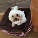 好奇心旺盛だけどビビリなマルチーズ♂まる