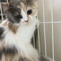 甘えっこなスコティッシュフォールド♀ルナちゃん