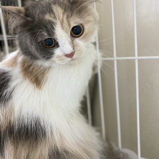 甘えっこなスコティッシュフォールド♀ルナちゃん