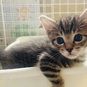 かわいい顔立ちのこねこちゃん