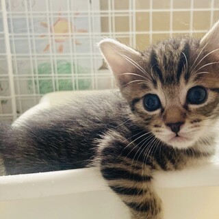 かわいい顔立ちのこねこちゃん