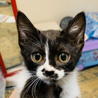 なつ子　2ヶ月　人大好き　ハチワレ　黒白