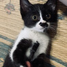 なつ子　2ヶ月　人大好き　ハチワレ　黒白 サムネイル2
