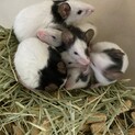パンダマウスの男の子の里親募集です( ¨̮ )
