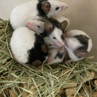 パンダマウスの男の子の里親募集です( ¨̮ )