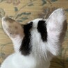 ⑤花子　2ヶ月白黒　きょとん顔くっつき虫　鍵しっぽ サムネイル6