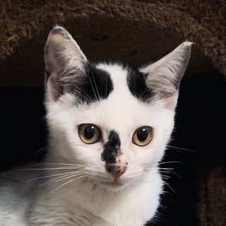 ⑤花子　2ヶ月白黒　きょとん顔くっつき虫　鍵しっぽ