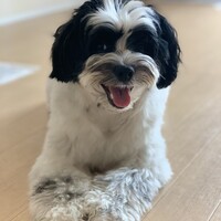 ボブ