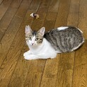 スッとした顔の美人猫