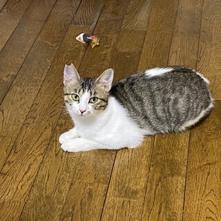 スッとした顔の美人猫
