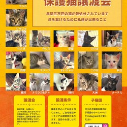 保護猫譲渡会