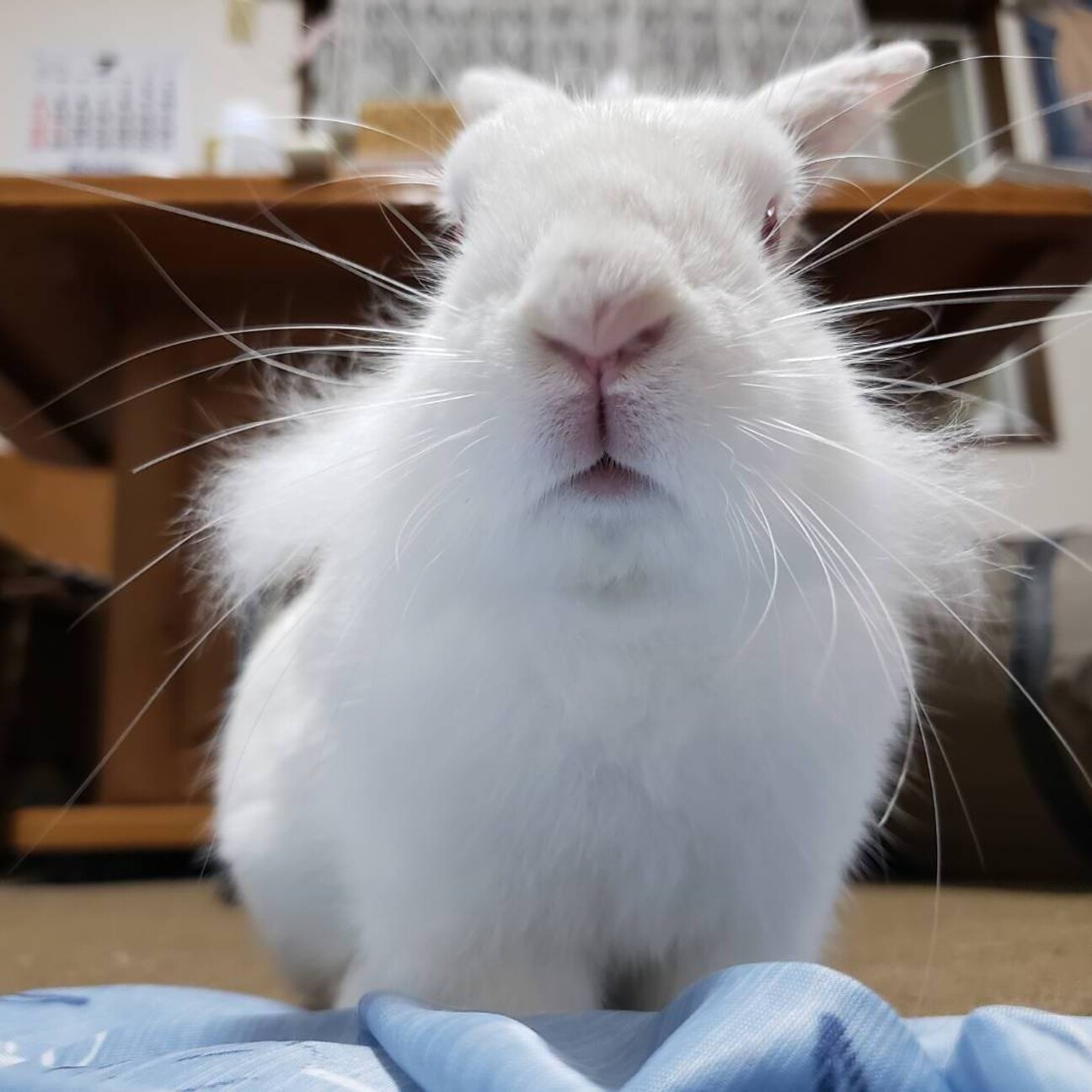佐渡っこ ふわふわのダン 東京都 小動物の里親募集 ペットのおうち 月間利用者150万人