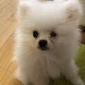ポメの子犬　わに太