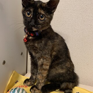 まき　2ヶ月　メス　サビ　幸運の鍵しっぽ