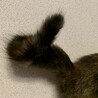 まき　2ヶ月　メス　サビ　幸運の鍵しっぽ サムネイル4
