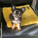 チワワの子犬　おーくん