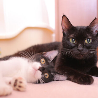 人懐っこい母性愛の黒猫と3ヶ月のバットマン子猫～♪
