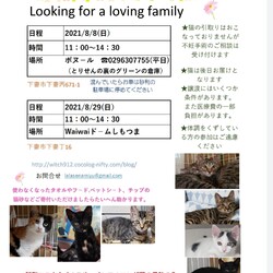 下妻猫譲渡会 ボヌール8/8