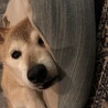 の写真
