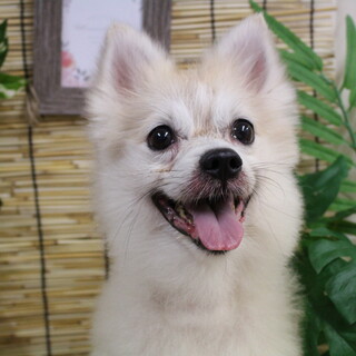 とんがりちゃん　推定2歳