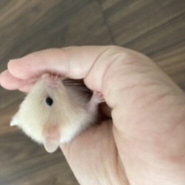 の写真