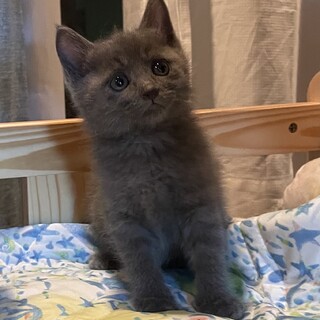 モフモフ毛並みのグレー猫