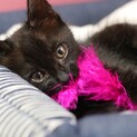 【トライアル中】人馴れ黒猫の男の子
