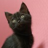 【トライアル中】人馴れ黒猫の男の子 サムネイル2