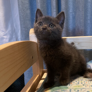 甘えん坊のグレー猫