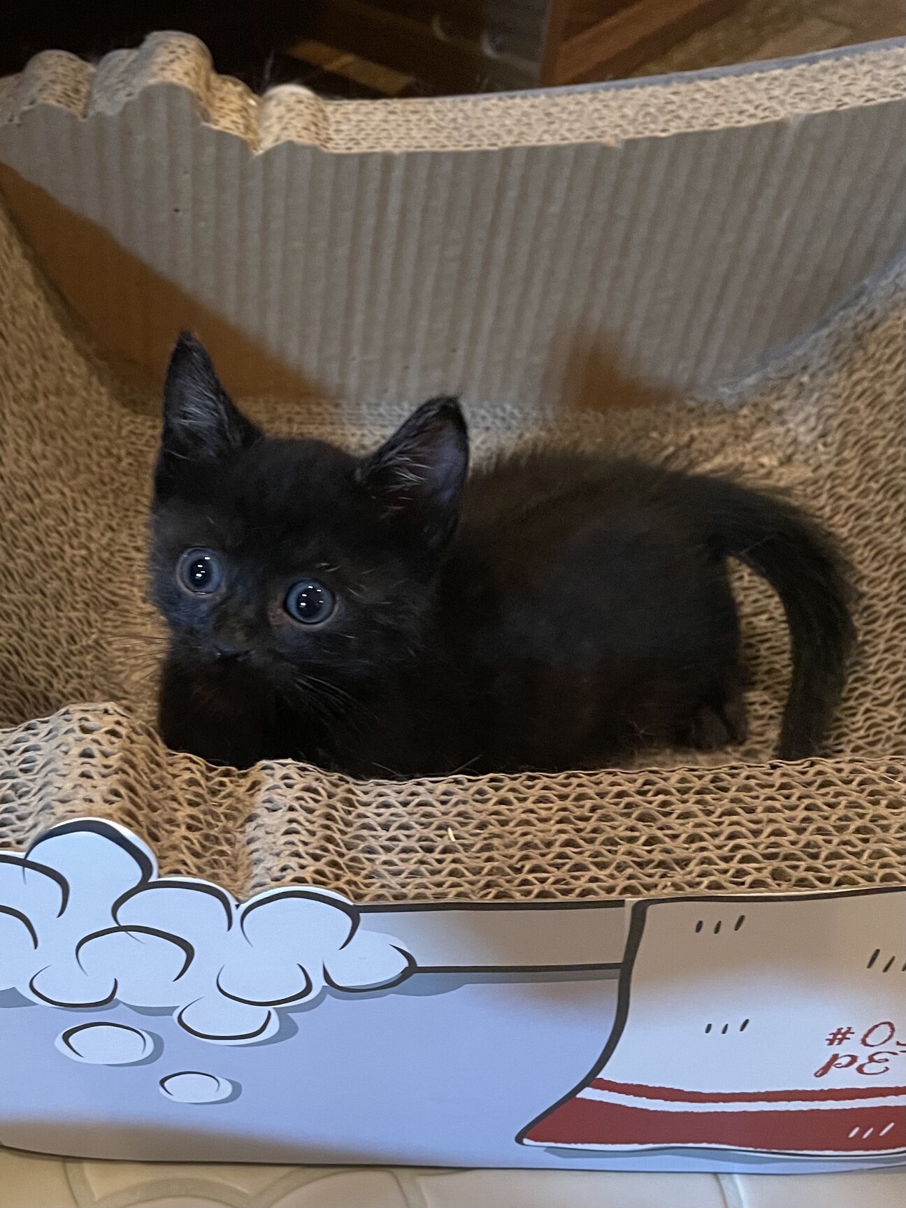 クリクリお目目の黒猫君 愛知県 猫の里親募集 ペットのおうち 月間利用者150万人