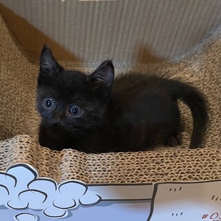 クリクリお目目の黒猫君