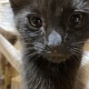 【トライアル中】人馴れ黒猫の男の子 サムネイル3
