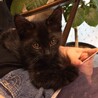 【トライアル中】人馴れ黒猫の男の子 サムネイル4