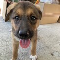 センターよりレスキューしたお母さんが生んだ子犬
