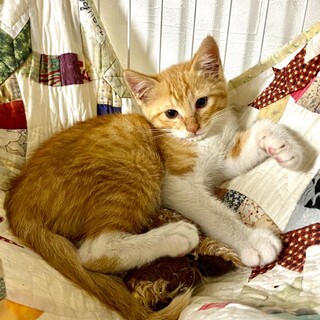 慎重派でもゴロゴロ♡マオくん