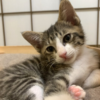 募集停止⭐️キジ白男の子カロン