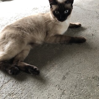 水色の目が可愛いシャムミックスの男の子