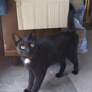 可愛くて優しい黒猫の女の子