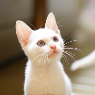 超レア！神秘的なブルーアイのシャム風男子