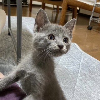 （停止中）【白血病陽性】おもちゃが大好き