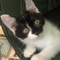 この可愛さは飼ってみないとわからないかも