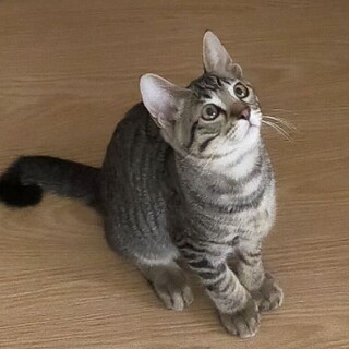 甘えん坊ヘマ君