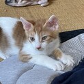 残り1匹です。