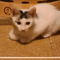 人馴れバッチリ、わんぱくな「チロルくん」