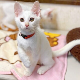 美しいお顔立ち♪ 人が大好きな甘えん坊さん♪ 