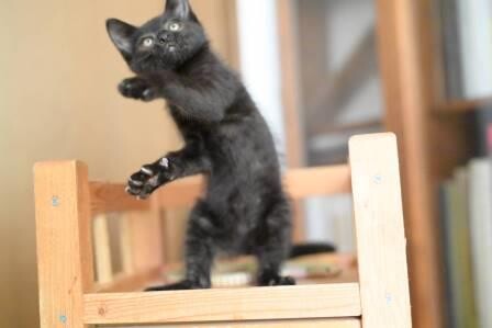 プリンス かっこいい黒猫 埼玉県 猫の里親募集 ペットのおうち 月間利用者150万人