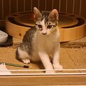 「アポロ君」人馴れした落ち着いた可愛い男の子